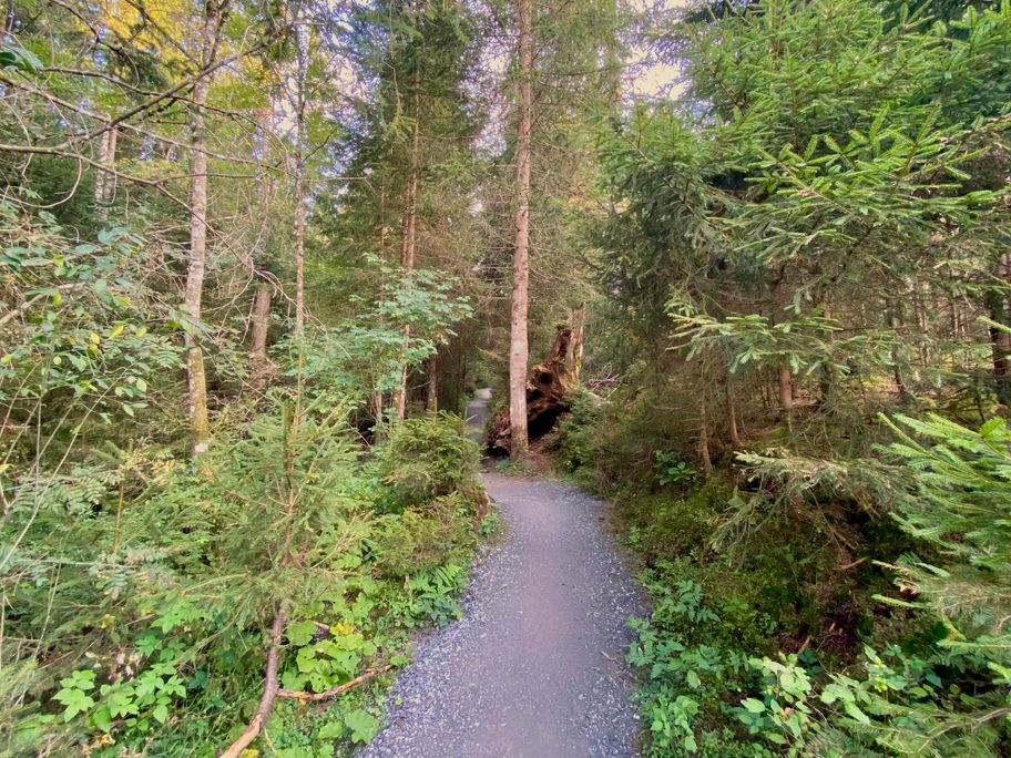 Waldweg durch das Tiefenberger Moos