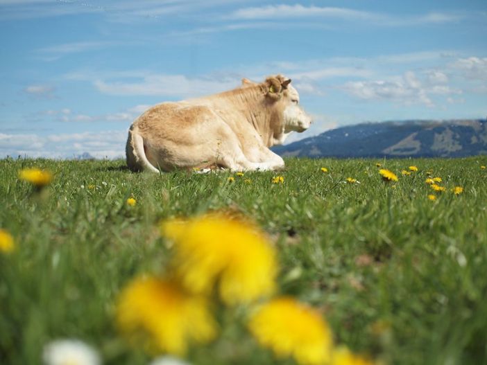 Leopold im Löwenzahn