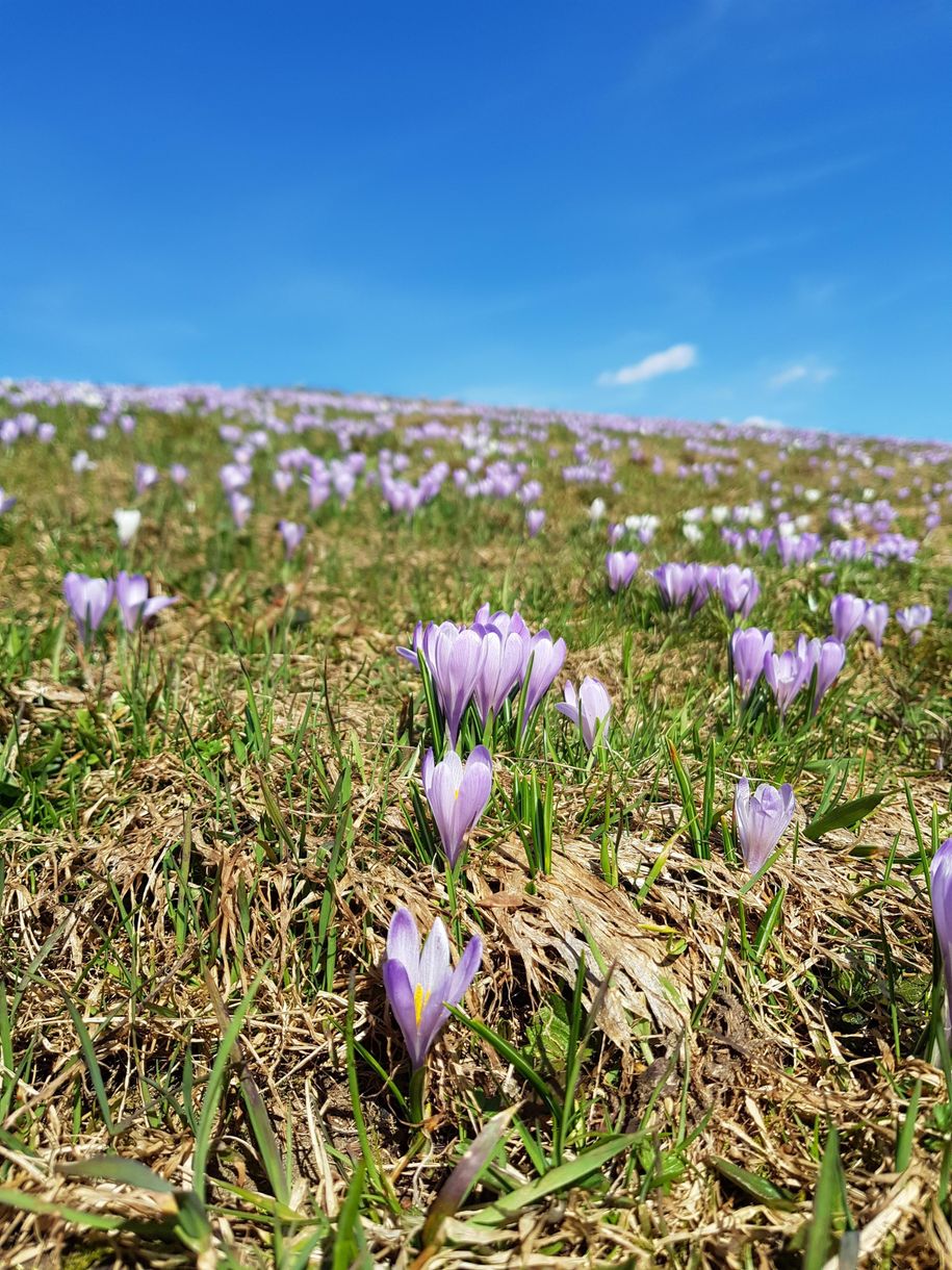Krokusblüte auf dem Hündle