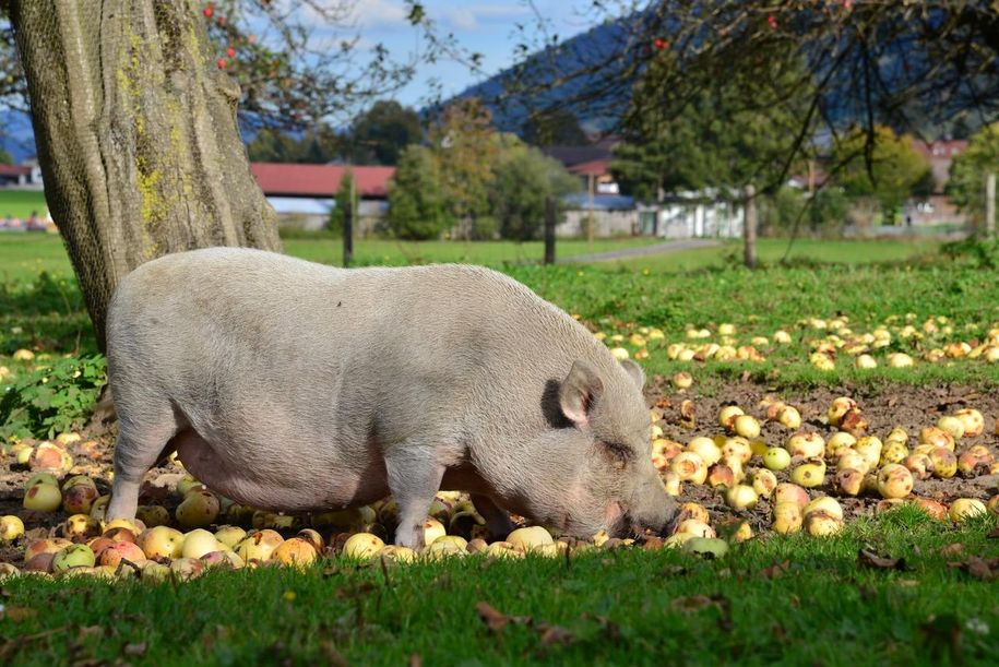 Apfelsaft ?