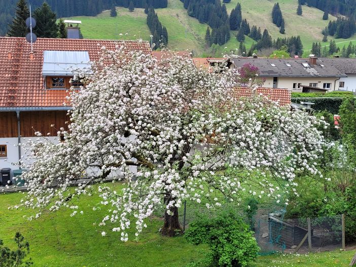 Blühender Apfelbaum im Garten