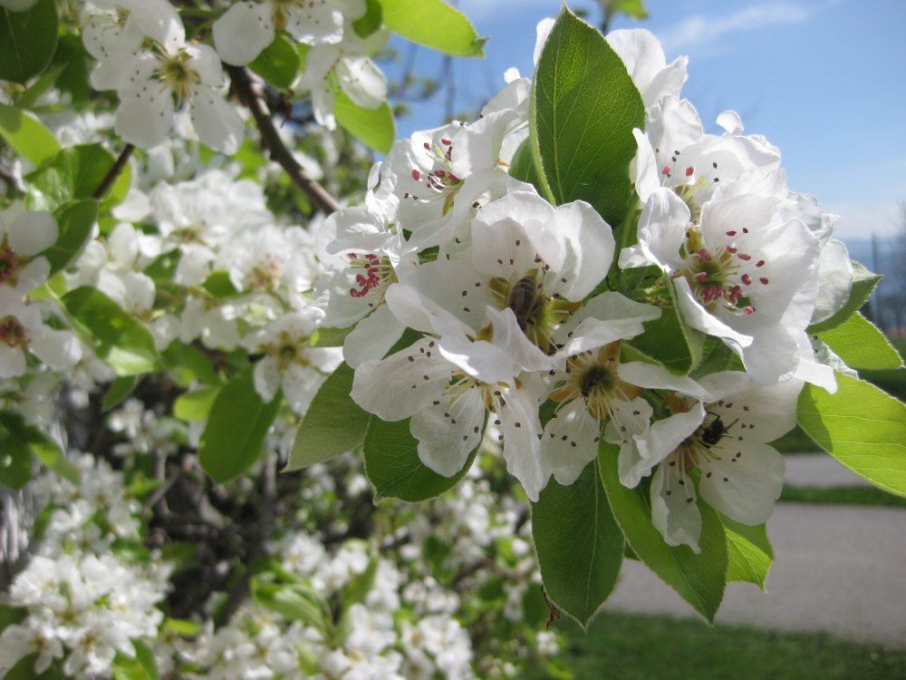 birnbaumblÃ¼te
