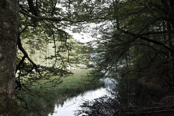 Zufluss des Alpsees
