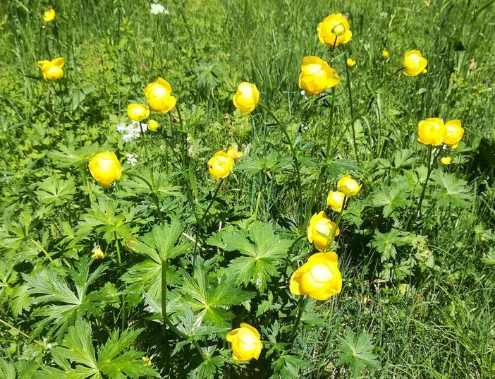 Trollblume