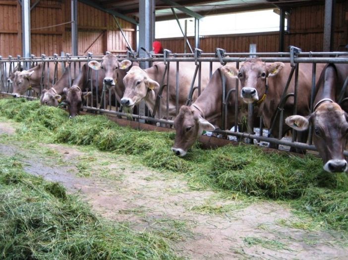 Unsere Kühe im Stall