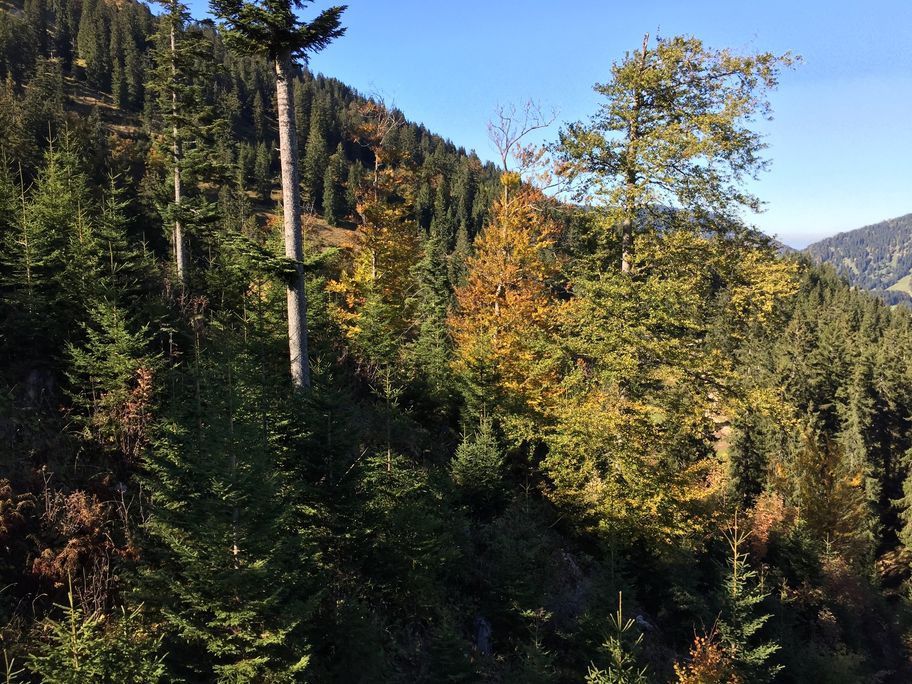 Stube 15.60 in Schattwald