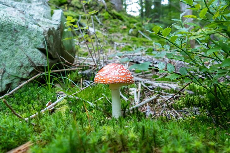 Gefährliche Giftmischer_ Mareike Rathjen (83)_klein