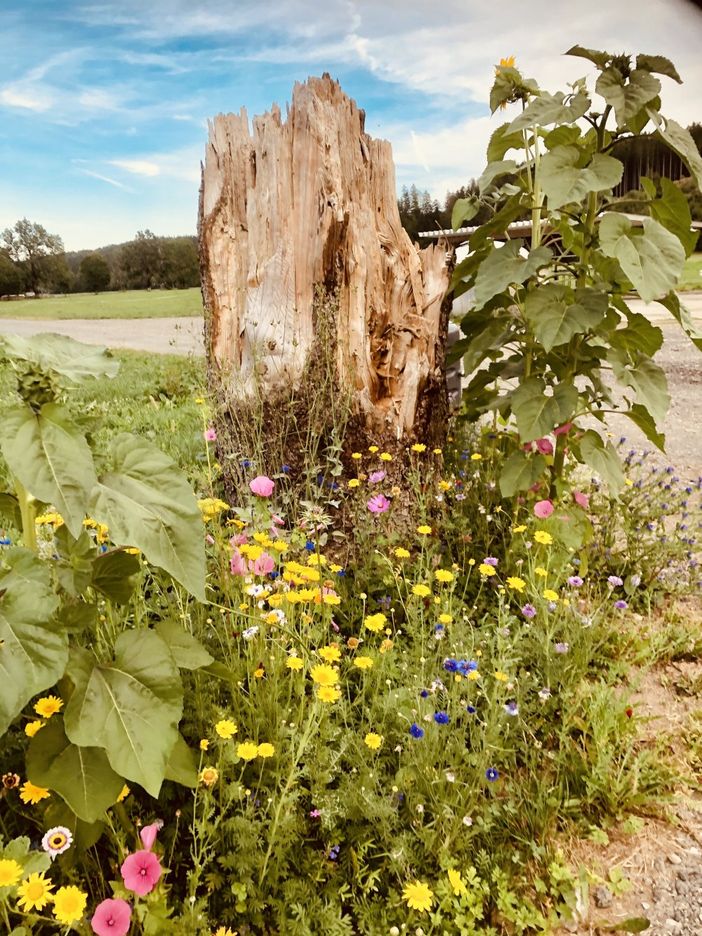 Blumenwiese