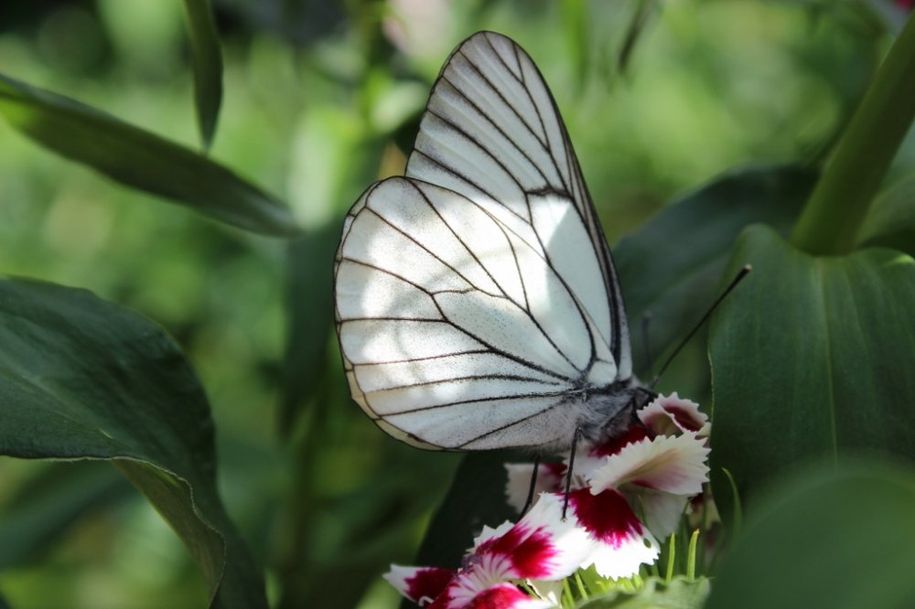 Schmetterling, einfach schön.