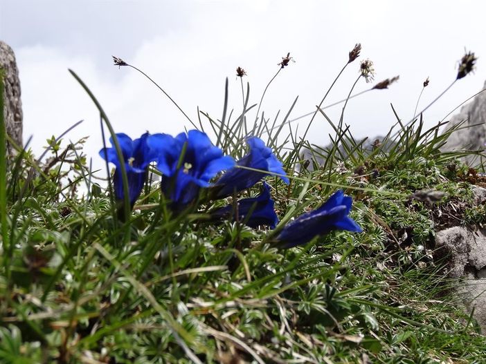 Einzigartige Blumenvielfalt am "Zeitweg"