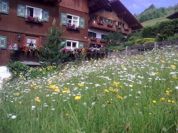 Blumenwiese