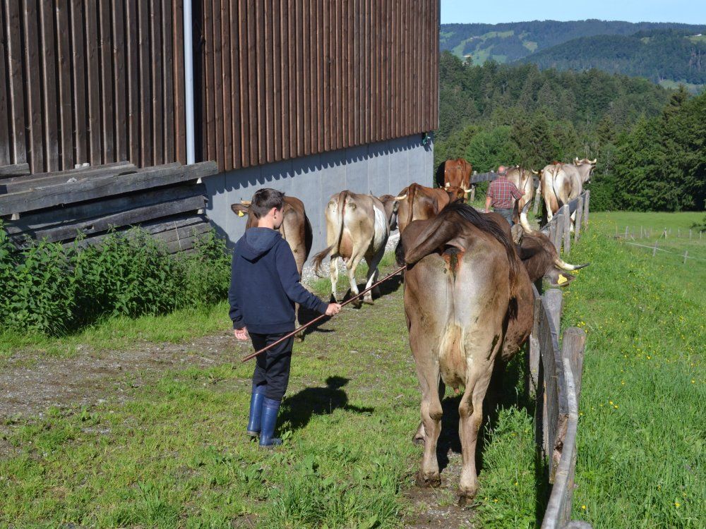 Unsere Kühe dürfen raus auf die Weiden