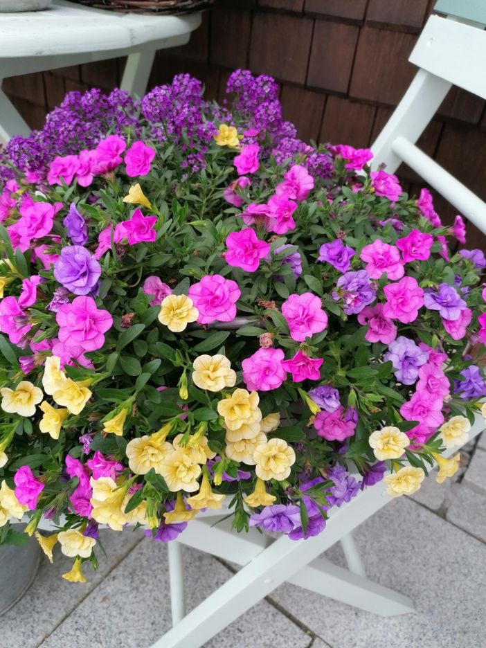 Sommerblumen