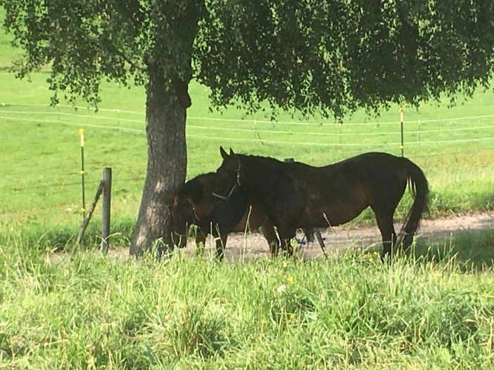 Unsere Pferde auf der Weide