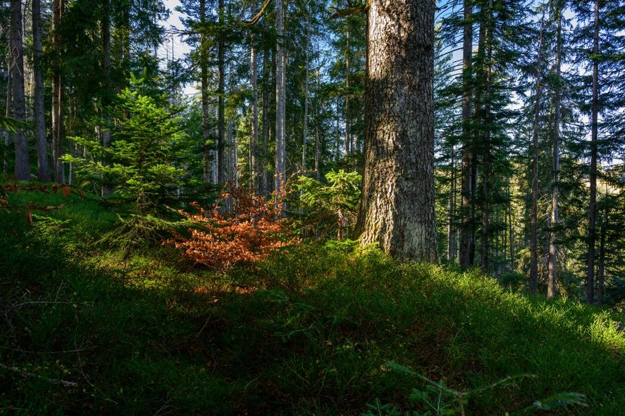 Geheimtipp Hochschelpen - zu Besuch im "wilden Herzen" des Naturparks