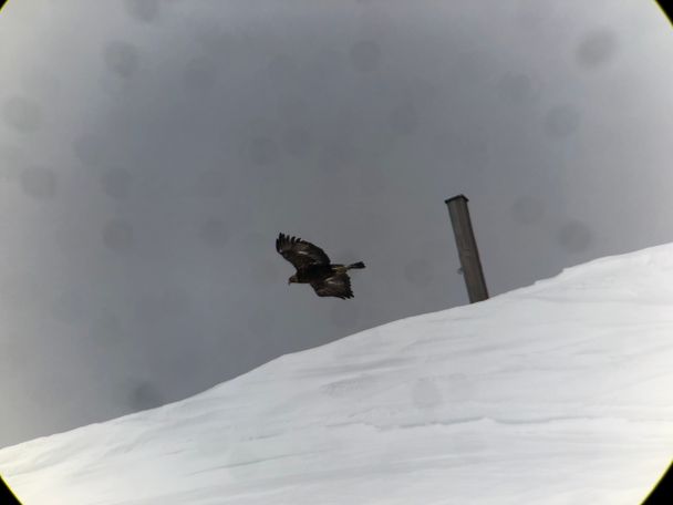 Steinadler