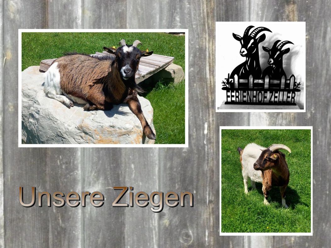 Ziegen