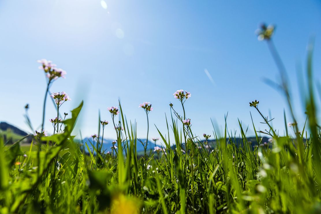 Blumen im Sonnenlicht