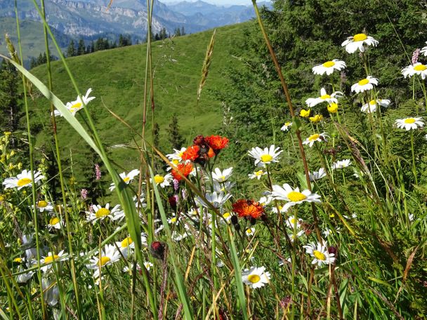 Blumenpracht
