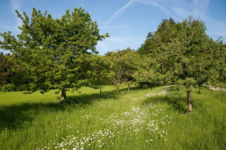 Streuobst - Heide Frobel_large