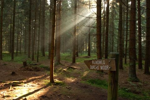 Im Wald beim Moor herrscht eine geheimnisvolle Stimmung.