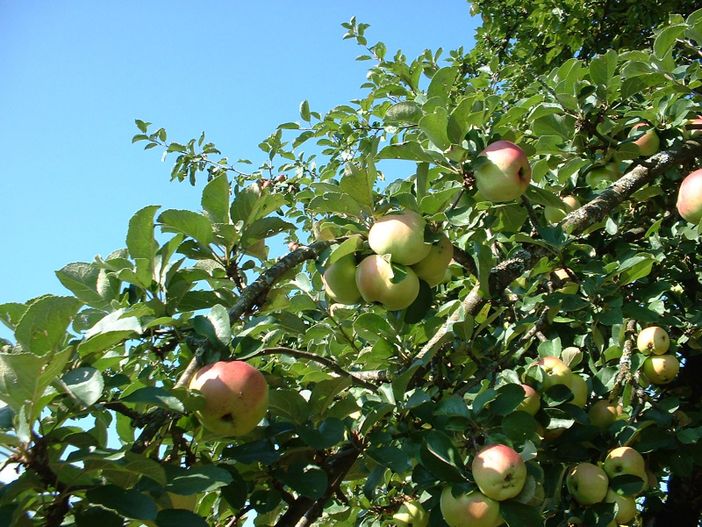 Apfelbaum