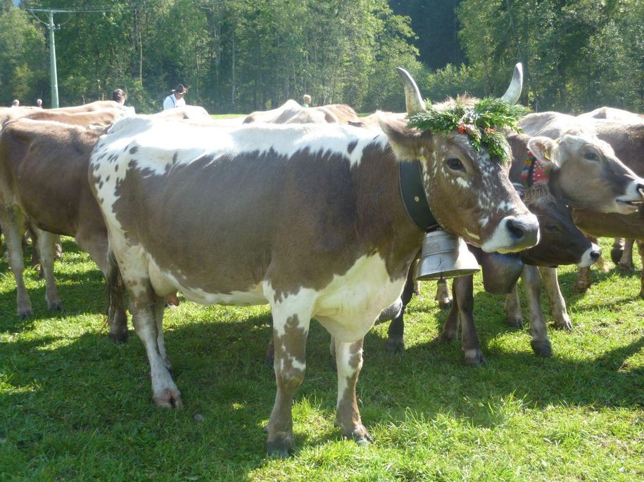 Viehscheid