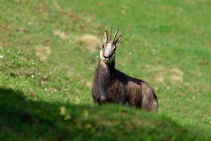 Naturpark Nagelfluhkette