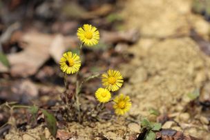 Naturpark Nagelfluhkette