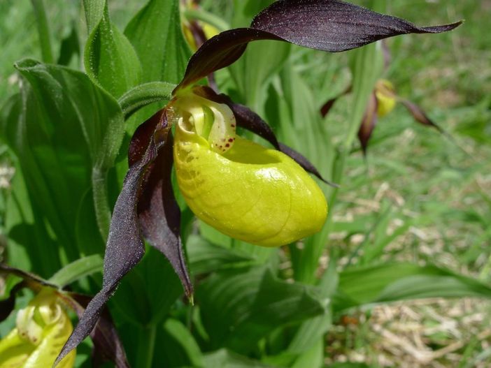 Frauenschuh