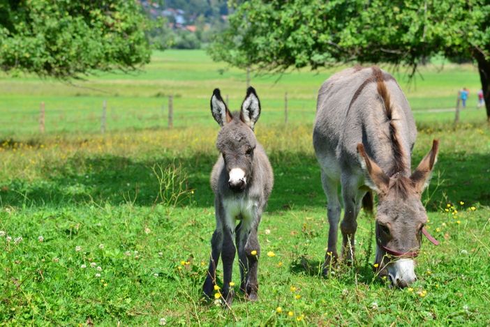 Ludwig und seine Mama