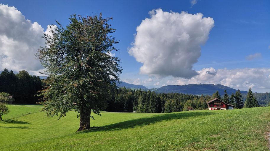 Alter Birnenbaum