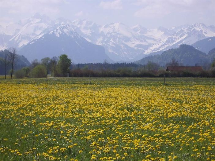 Löwenzahnblüte