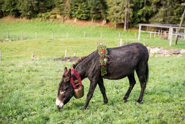 Nicht nur Rinder kehren von den Alpen zurück.