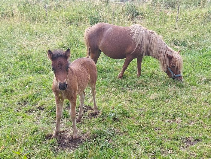 Sissy mit Fohlen Sonny