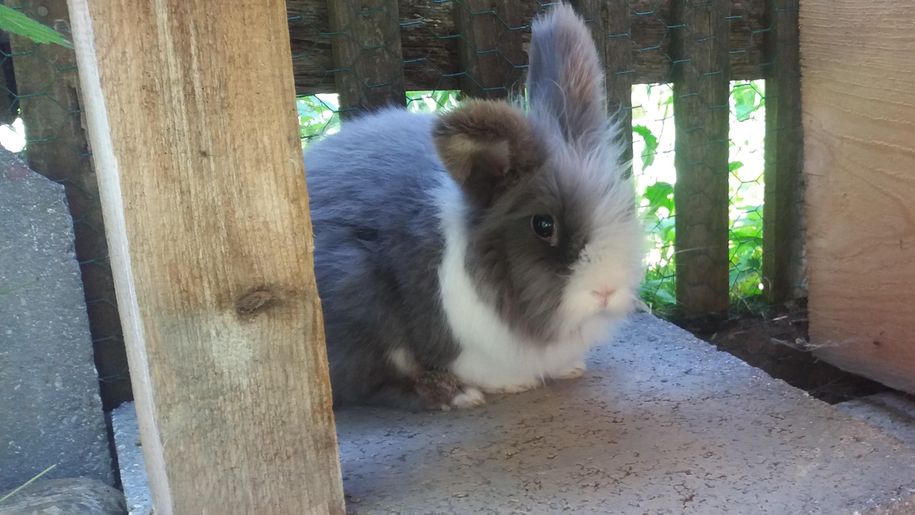 Hase