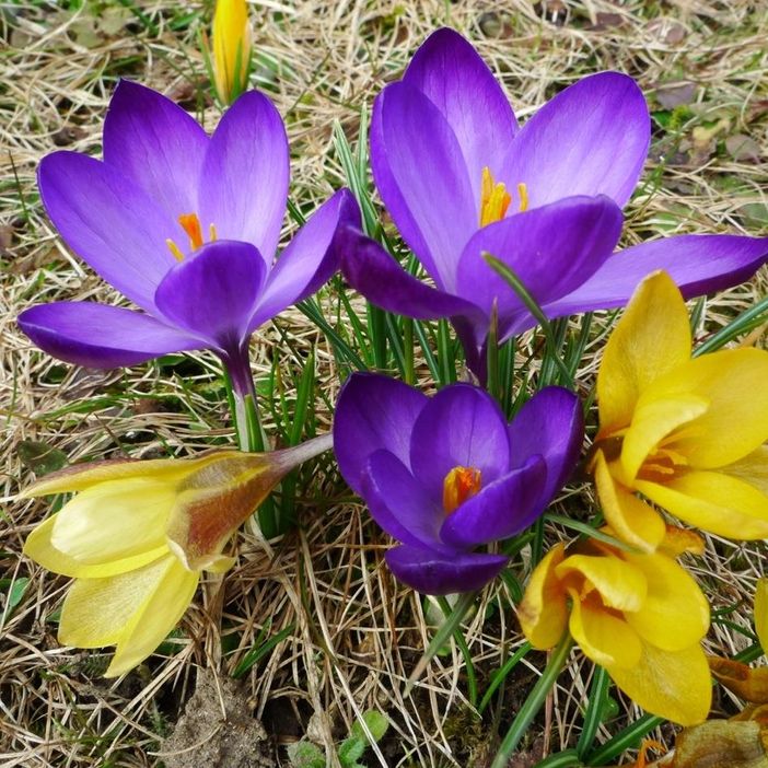 Krokusse