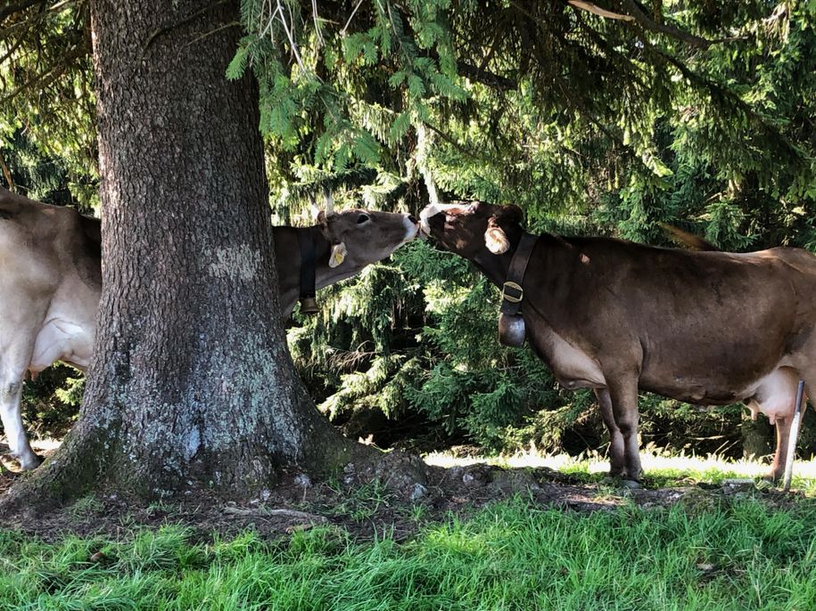 "verliebte" Kühe