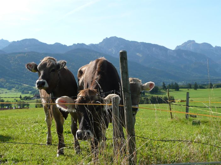 Allgäuer Landschaft