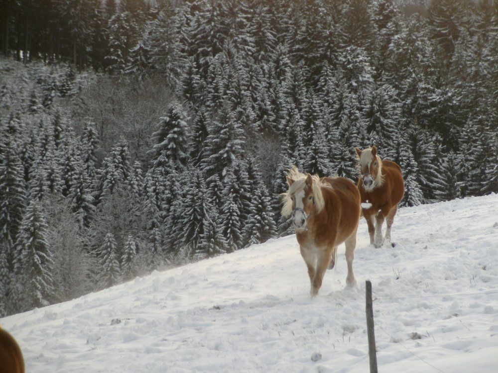 unsere Haflinger, Tini und Lotti