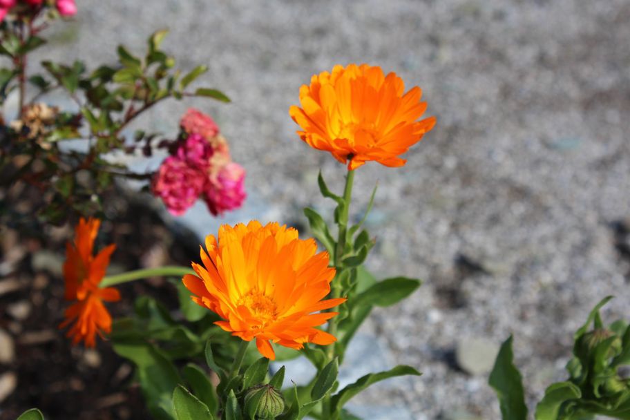 Kräutergarten in Balderschwang im Allgäu