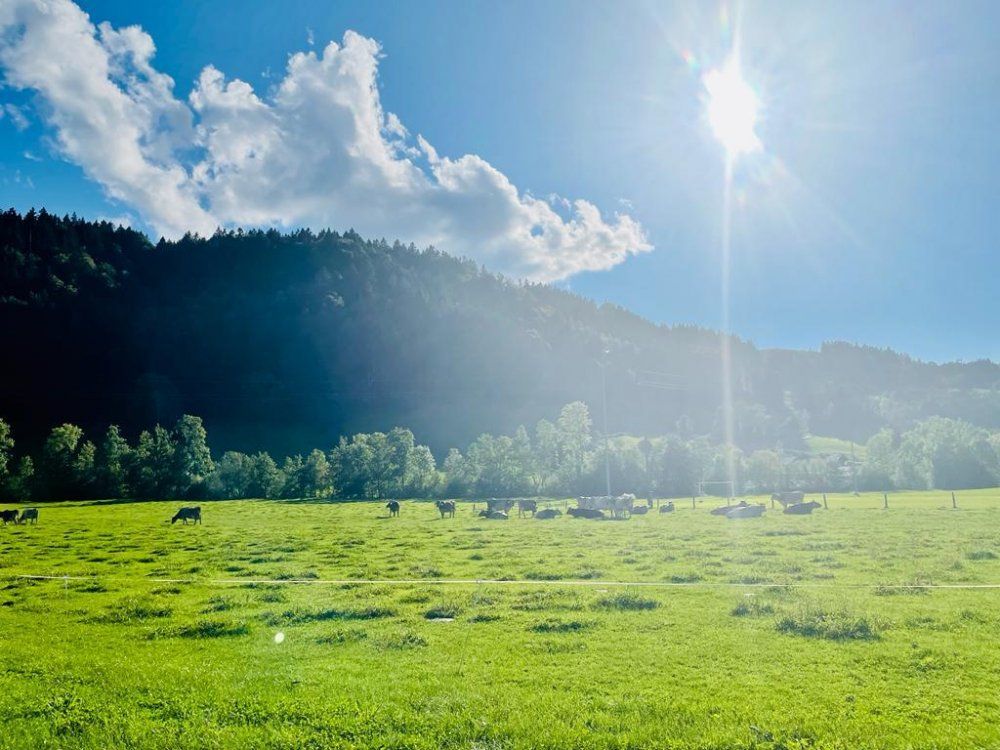 Unsere Weide direkt hinter dem Haus