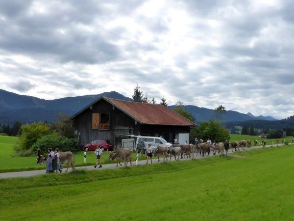 Viehscheid