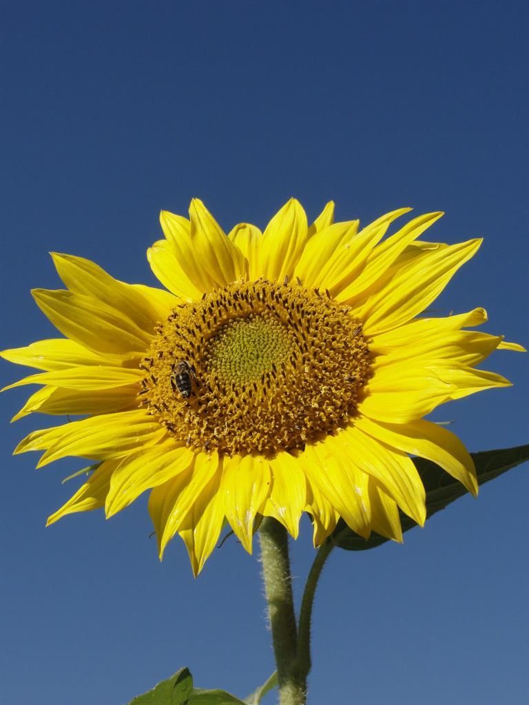 Sonnenblume