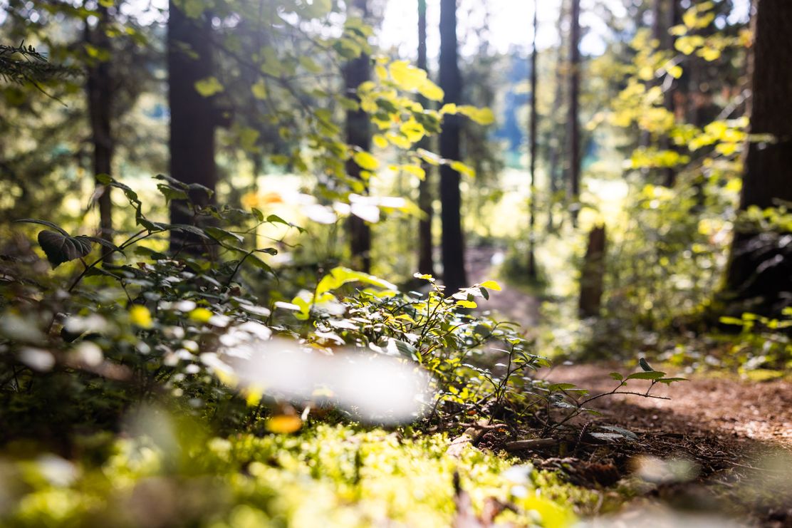 Kraftquelle Allgäu - Wald