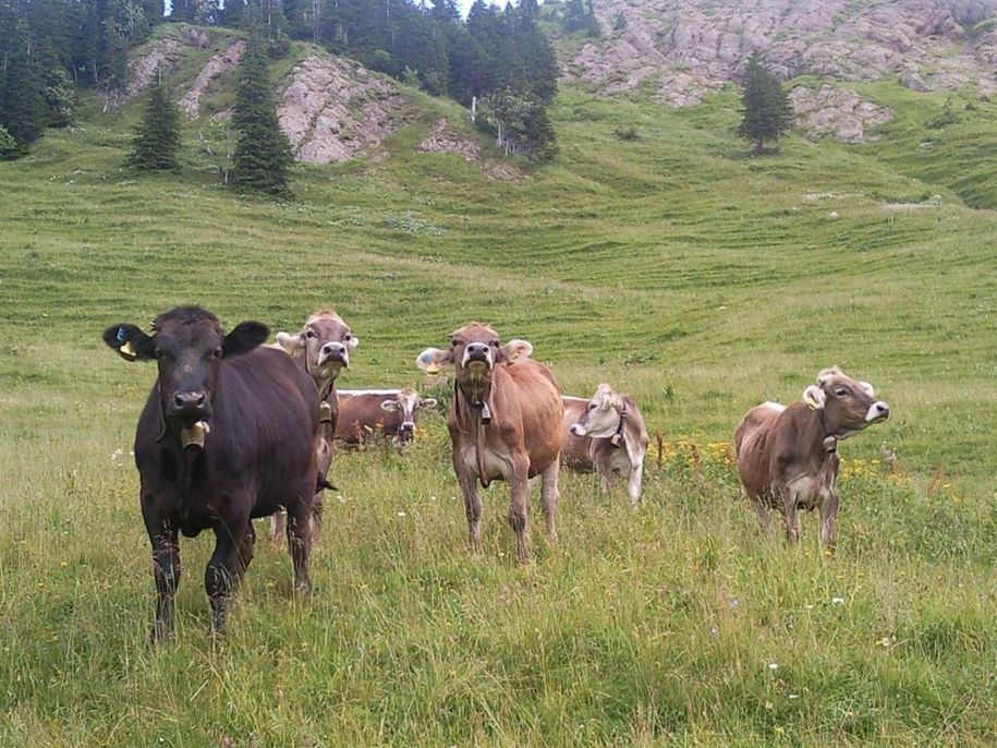 Das Jungvieh befindet sich im Sommer auf der Alpe