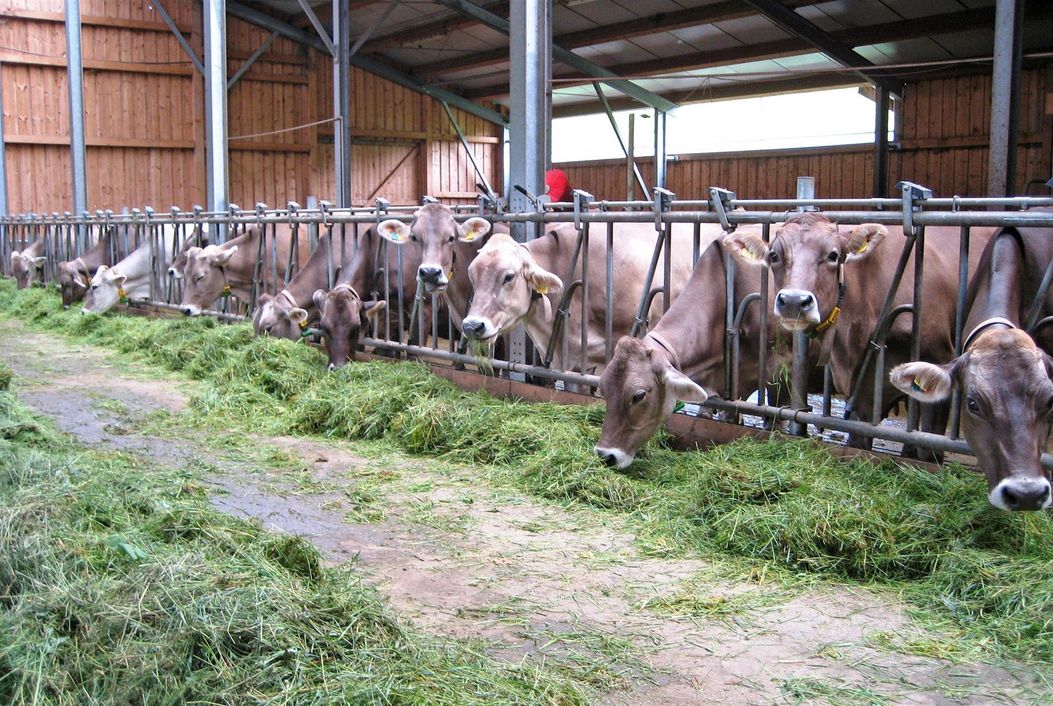 Urlaub auf dem Bauernhof