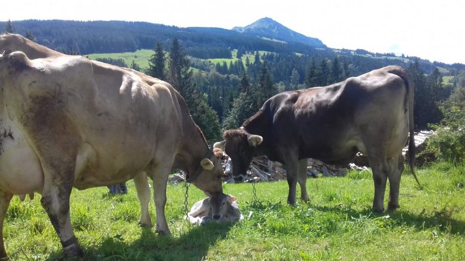 Nachwuchs im Freien