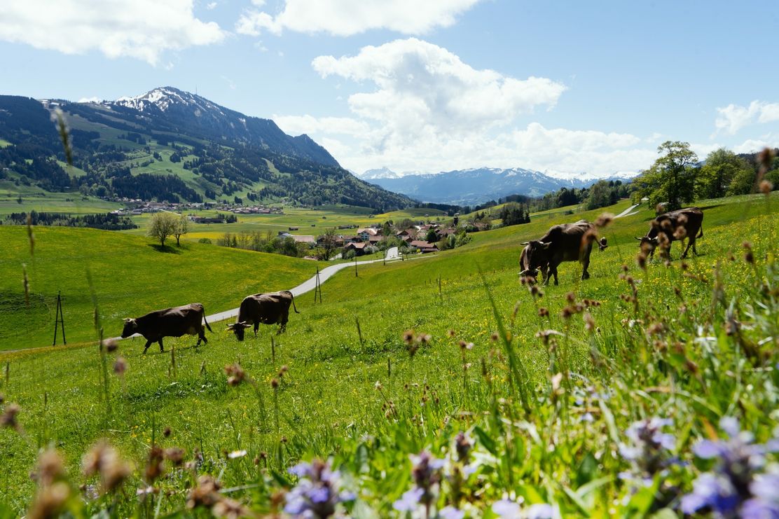 Rund um den Rottachberg und Rottachsee