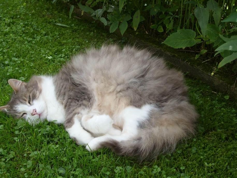 Hauskater Elvis